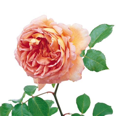 Abraham Darby | English Shrub Rose | David Austin Roses