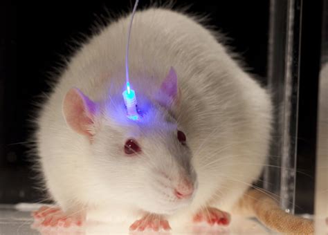 How Does the Brain Control Animal Behaviour? | NewsClick