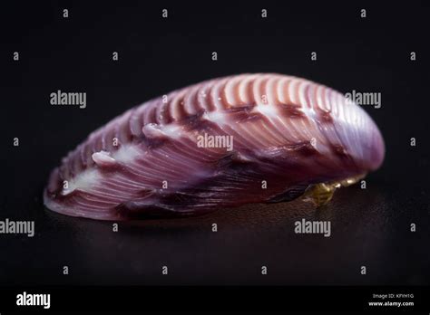 Image result for Shell Colour