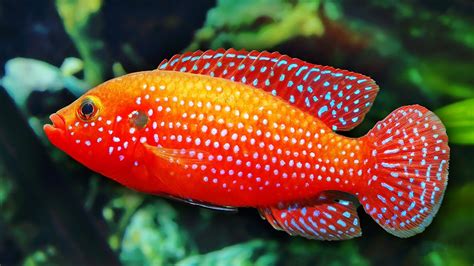 Image result for Rare Colorful Fish
