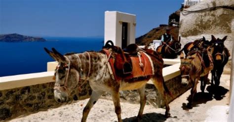 After Donkeys Suffer Spinal Injuries, Greece Bans Obese Tourists From ...