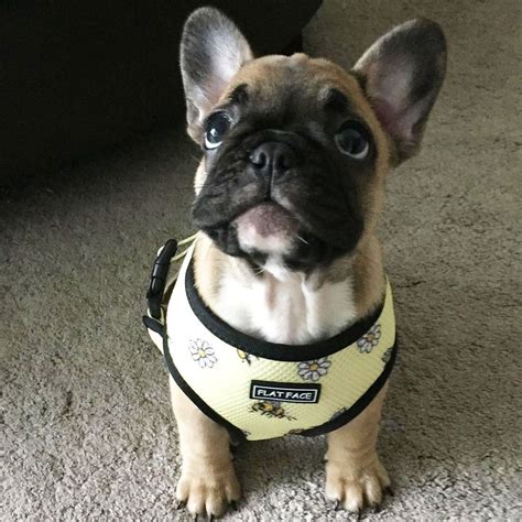 Reversible Dog Harness for French Bulldogs