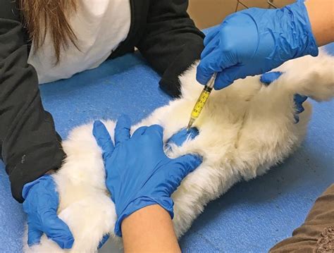 Image result for Veterinary Simulation Surgery