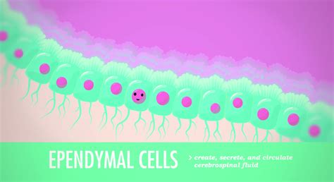 Image result for Crash Course Nervous System