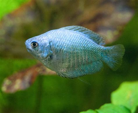 Different Species of Gourami Fish