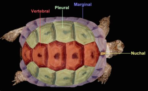 Image result for Turtle Shell Back Muscles