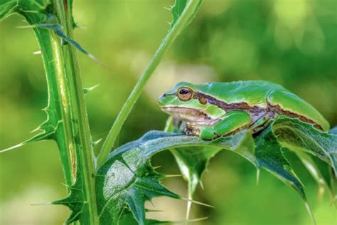 Image result for Pink Tree Frog