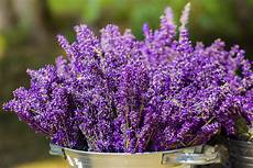come coltivare fiori come coltivare la lavanda non sprecare come coltivare fiori come coltivare la lavanda non sprecare