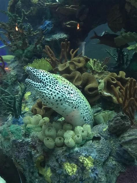 Adoption Event and Pictures with Santa , Petco, Beaumont, 16 December ...