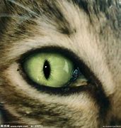 Image result for 猫眼