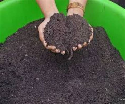 Black Gold: जैविक खाद मिट्टी के लिए 'काला सोना'!, जानिए प्रकार और बनाने ...