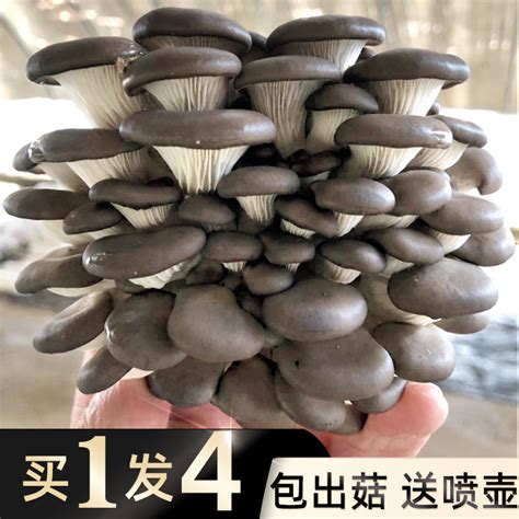 山姆会员店精选有机金钱菇香菇450g真空包装菌菇蘑菇干超市代购_虎窝淘