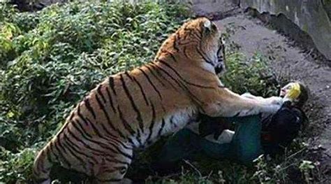 老虎错把女饲养员当雌虎, 扑倒在地, 随后发生的事让女子大哭不止_动物