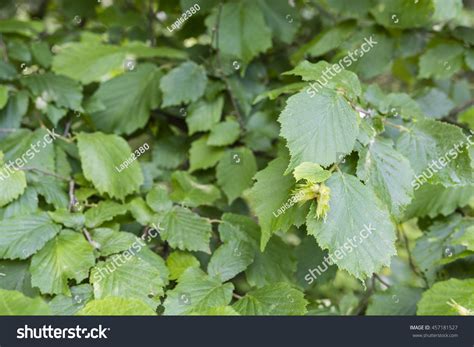 Fruit Hazelnut Tree Green Leaves Stock Photo 457181527 | Shutterstock
