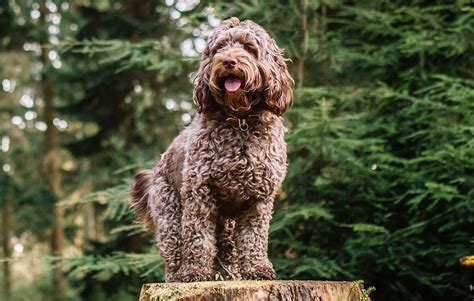 Image result for Standard Cockapoo
