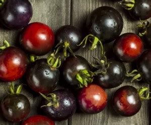 VibeX ® VMR-497 Dark Indigo Blue Purple Cherry Tomato Seeds Seed Price ...