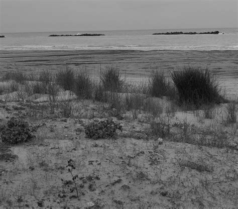 Image result for Vegetations Field Study Examples