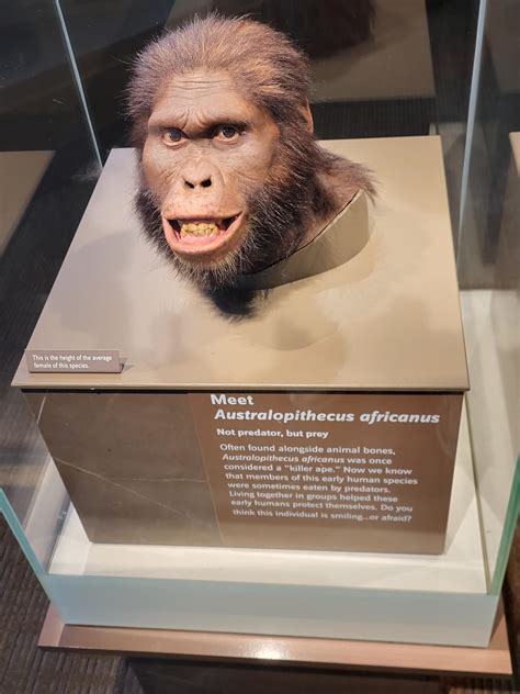 Australopithecus Africanus Body 的图像结果