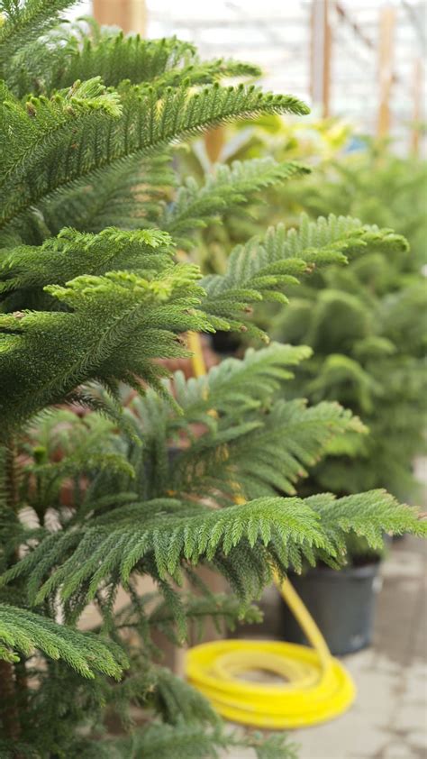 Norfolk Island Pine - Tonkadale