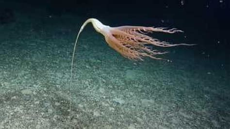 Sea Creature: సముద్రంలో విచిత్రమైన జీవి.. టైటానిక్‌ను కనుకున్న నౌకే ...
