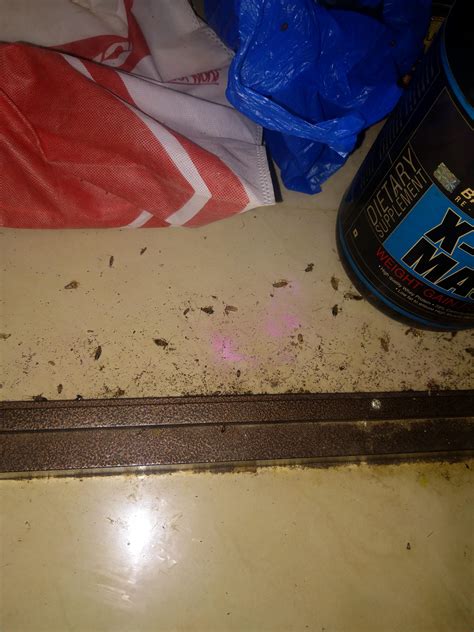 JALLAD LIQUID Concentrated Liquid Insect Repellent Household ...