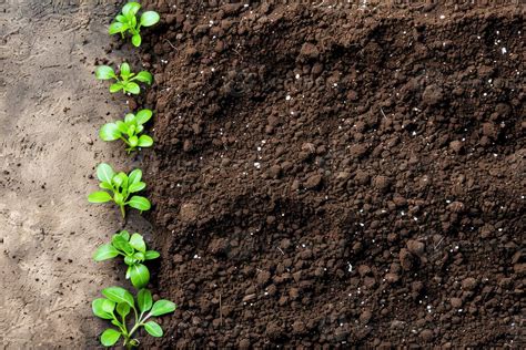 Image result for Background for Tree Planting