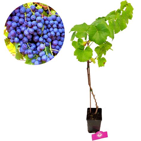 Vitis vinifera 'Cabernet Cantor' blue grape, 13 cm pot buy | Plants ...