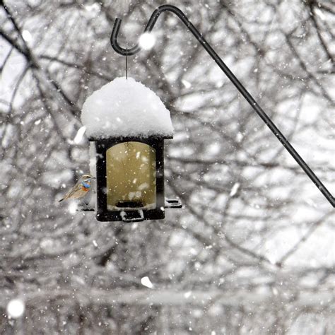 Buy Ashman Heavy Duty Deck Hook (2 Pack) - 37 Inch Double Forged Metal ...