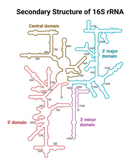 RNA Drawing 的图像结果