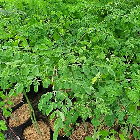 Amazon.com : Moringa Tree Live Plant, Malunggay Plants Live, Drumstick Horseradish Tree, Herb ...