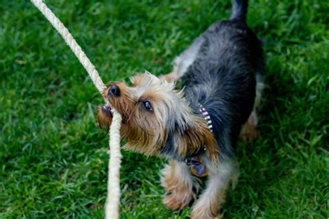 How to care for Hypoallergenic Dogs? – ABK Grooming