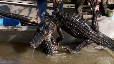 Image result for Swamp People Python Hunters