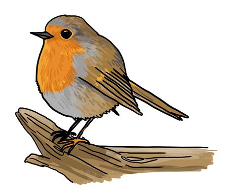 How to draw a robin - quick and easy bird drawing - Learn to Draw online