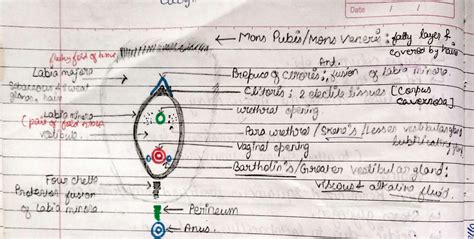 Image result for Female Reproductive System Class 12