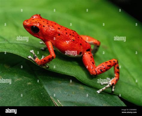 Strawberry Poison Dart Frog Stock Photo - Alamy