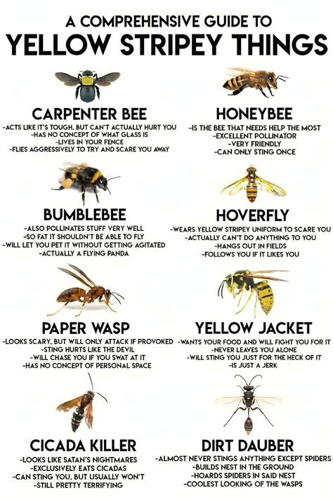 Image result for Bee Identification Chart