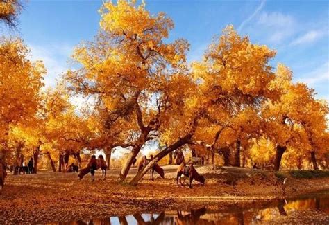 世界最大最美胡杨林，就在新疆！一年只有21天，错过等一年