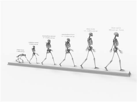 Human Backbone Evolution Chart 的图像结果