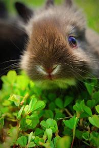 Image result for Easter Bunnies Cute Realistic