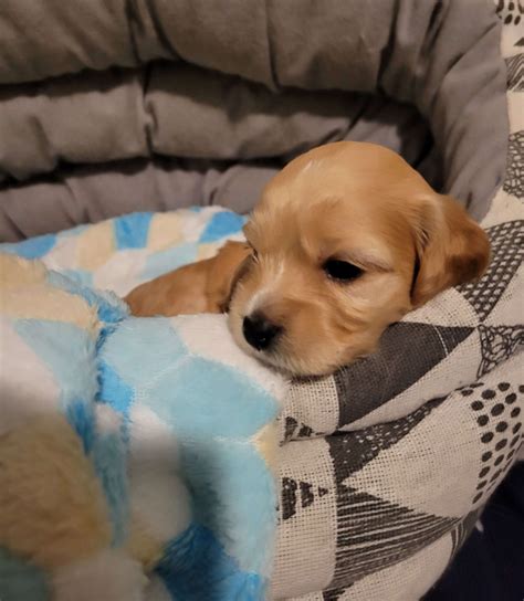 Cockapoo Puppies For Sale | Dog Breeder | My Cockapoo