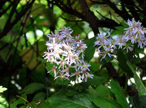 More on Asters | Accent on Natural Landscaping