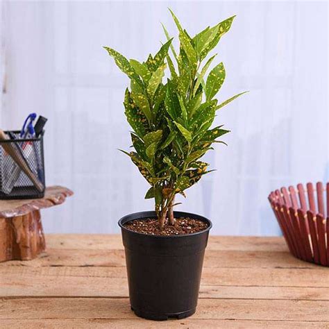 Buy Croton, Codiaeum variegatum (Gold Dust, Small Leaves) Plant in 5 ...