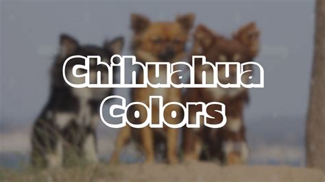 Chihuahua Colors - Dog Breed Advisor
