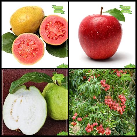 Creative Farmer Plants Seeds Combo Tree Seeds : Psidium Guava, Apple ...