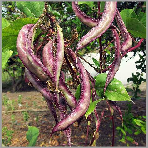 GardenHunt Lablab purpureus (Hyacinth/Dolichos Bean/Avarai) Traditional ...