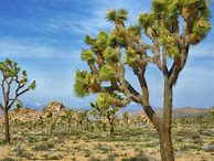 Image result for yucca brevifolia