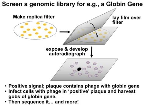 Library Screening 的图像结果