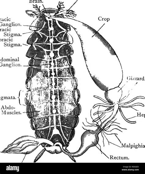 Dissection of Cockroach 的图像结果