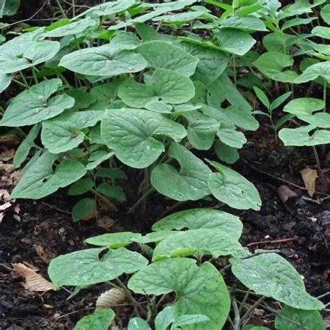 Canada Wild Ginger (Asarum canadense) - approx. 20 seeds