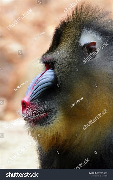 Image result for Baboon Side View